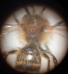 Andrena gravida