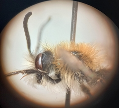 Andrena gravida