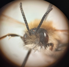 Andrena gravida