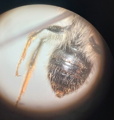 Andrena gravida
