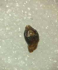 Andrena gravida
