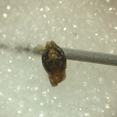 Andrena gravida
