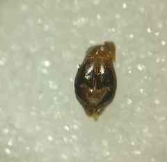 Andrena gravida
