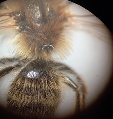 Andrena gravida