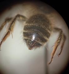 Andrena gravida