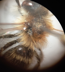 Andrena gravida