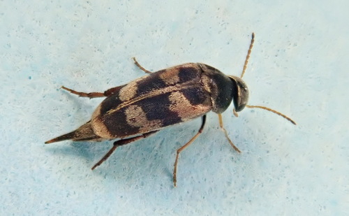 Falsomordellistena pubescens (Fabricius, 1798)