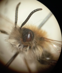 Andrena gravida