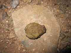 Incilius perplexus