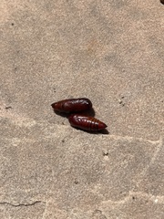 Protorthodes melanopis