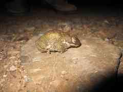 Incilius perplexus