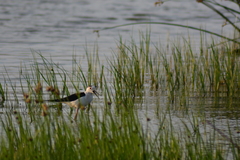 Himantopus himantopus