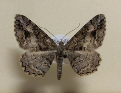 Alcis deversata