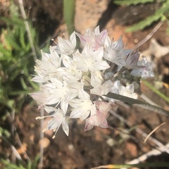 Allium amplectens