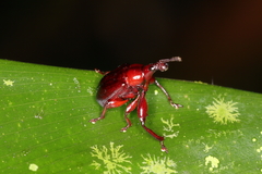 Euscelus brachiatus