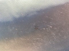 Nyssus