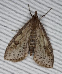 Palpita aenescentalis