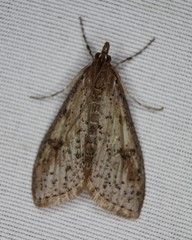 Palpita aenescentalis