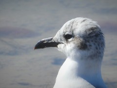 Leucophaeus atricilla megalopterus