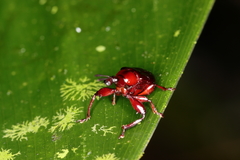 Euscelus brachiatus