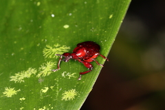 Euscelus brachiatus