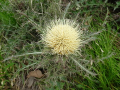 Cirsium horridulum
