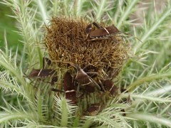 Leptoglossus phyllopus