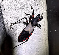 Microtomus cinctipes