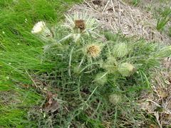 Cirsium horridulum