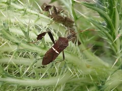 Leptoglossus phyllopus