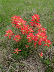Castilleja indivisa
