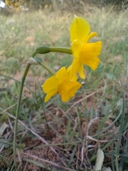 Narcissus assoanus