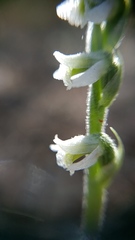 Spiranthes spiralis