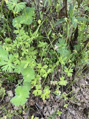 Ranunculus hebecarpus