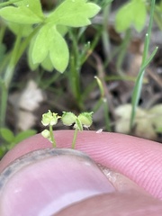 Ranunculus hebecarpus