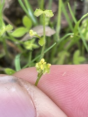 Ranunculus hebecarpus