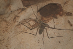 Paraphrynus raptator