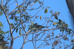 Myiarchus yucatanensis
