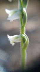 Spiranthes spiralis