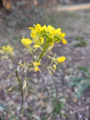 Brassicaceae