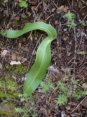 Platanthera elongata