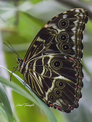 Morpho deidamia
