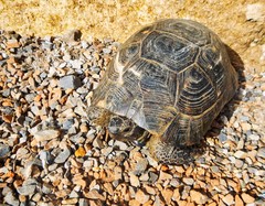 Testudo graeca ibera