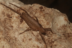 Gongrocnemis