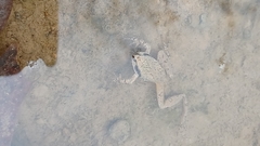 Pseudacris brachyphona