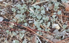 Dichondra argentea