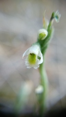 Spiranthes spiralis