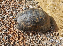 Testudo graeca ibera