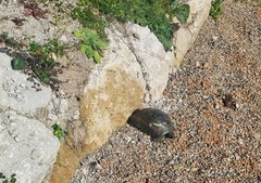 Testudo graeca ibera