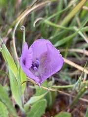 Calochortus uniflorus